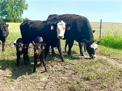 4) Wagyu Heifer Pairs w/ F1 Wagyu Calves (BID PER PAIR) 