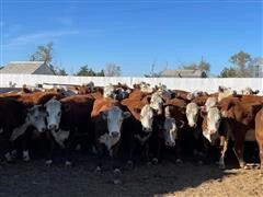 Commercial 5-7 YO Bred Hereford Cows (BID PER HEAD) 