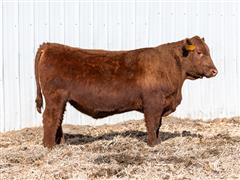 Decade 316L (Red Angus) 