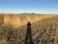 Alfalfa 2nd Cutting Hay Big Round Bales 