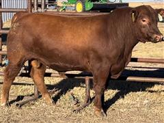 LTH Durant 046K Red Angus Bull 