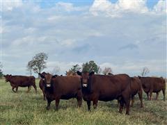 8) 3-6 YO Red Bred Cows (BID PER HEAD) 