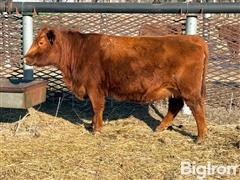 10) 5YO Red Angus Bred Cows (BID PER HEAD) 