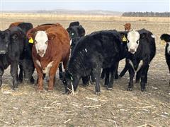 12) Blk-Rd Baldy-Brockle Yearling Replacement Heifers (BID PER HEAD) 