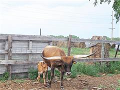 1) Texas Longhorn Pair 