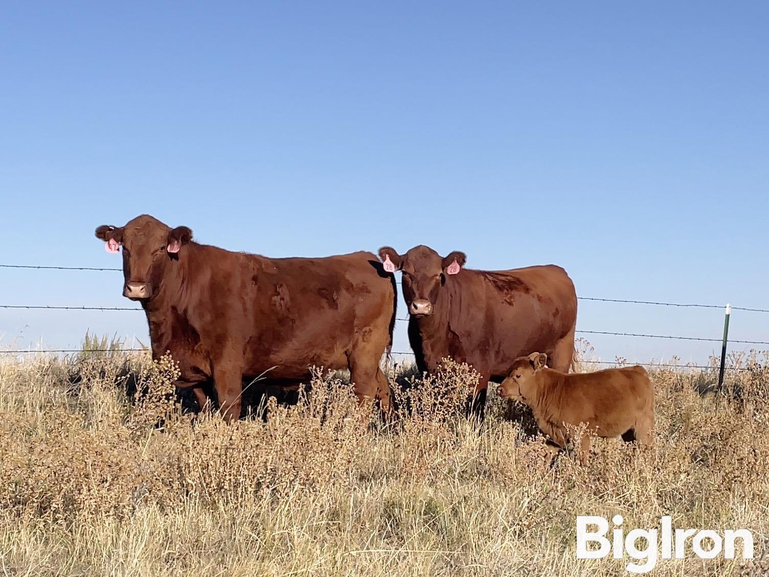 10) Red Angus Heifer Pairs W/1.5-2 Month Old Calves (BID PER PAIR) 