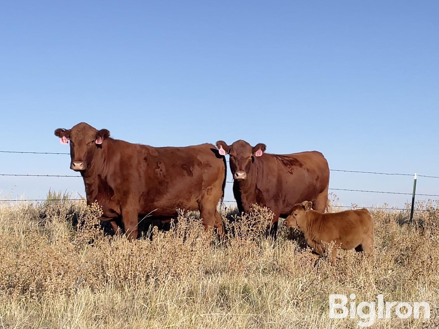 10) Red Angus Heifer Pairs w/ 1.5-2 Month Old Calves (BID PER PAIR) 