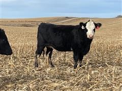 Blk-Baldy 1st Calf Bred Heifers (BID PER HEAD) 