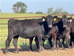 11) Blk Angus Cross 4-5 YO Sept Fall Bred Cows (BID PER HEAD) 