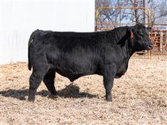 Movin On 36L (Angus) 