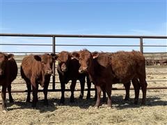 Red Angus Yearling Replacement Heifers (BID PER HEAD) 