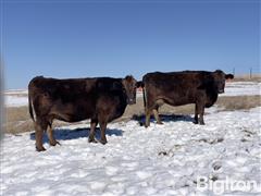 4) 50% Blk Angus / 50% Braunvieh 8-9 YO Bred Cows (BID PER HEAD) 