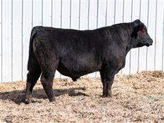 Movin On 37L (Angus) 
