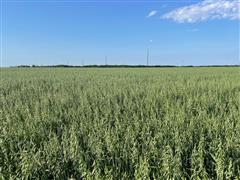 East oats for hay.jpg