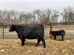 3 YO SimAngus Pair 1805 (AI Heifer Calf) 