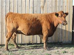 LMG Miss Echeta 1328 Red Angus Bred Cow 
