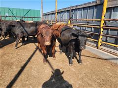 24) 910 LBS Steers (BID PER HEAD) 