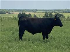 69) Blk-Red-CharX Commercial Feeder Steers 770 Lbs. (BID PER LBS) 