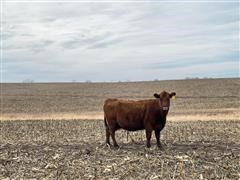 Red Broken Mouth Bred Cows (BID PER HEAD) 