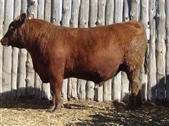 Sutphin's Expedition 3095 Red Angus 183 