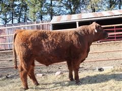 SRA RAGNAR 1459 Red Angus Bull 