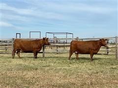 2) Reg. Red Angus 4YO Fall Bred Cows (BID PER HEAD) 