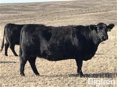 8) Reg. Angus Comin' 8-10YO Bred Cows (BID PER HEAD) 