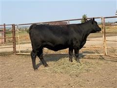 1) Reg. Angus 3 Yo Fall Bred Cow (Nemaha Erica 963-002) 