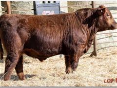 SRA ROLLING DEEP 5518K RED ANGUS BULL 