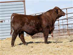 Lot 18 - MR IKE Stockman 3036 