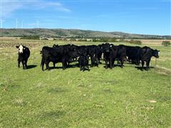 13) Commercial Black 1st Calf Heifer Pairs (BID PER PAIR) 