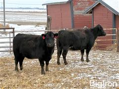 4) 4-5 YO Black Bred Cows (BID PER HEAD) 