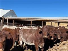 3-5 YO Commercial Shorthorn Bred Cows (BID PER HEAD) 