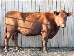 LTH Chesney E081 GL02 Red Angus Bred Cow 