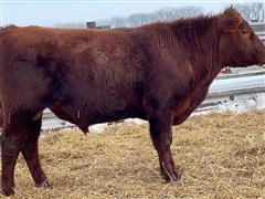 BEED 209 (2 YO Red Angus Bull) 