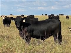 60) Blk - Blk Baldy Yearling Steers (BID PER LB) 