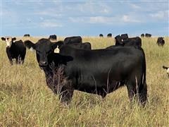 60) Blk - Blk Baldy Yearling Steers (BID PER LB) 