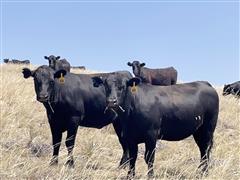 210) 845 Lbs Blk Angus - Baldy Yearling Spayed Heifers (BID PER LBS) 