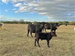 4) 1st Calf Heifer Fall Pairs (BID PER PAIR) 