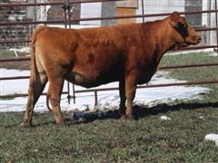 Brown 7723D (8 YO Full-Blood Akaushi Bred Cow Due To Calve With Full Blood Calf) 