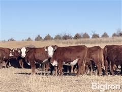 10) Red-Baldie Open Replacement Heifers (BID PER HEAD) 