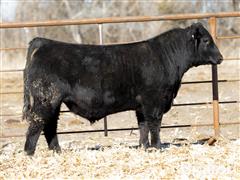 Lot 10 - Patriarch 2208 Purebred Angus 