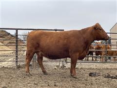 1) Registered Red Angus Bred Cow 