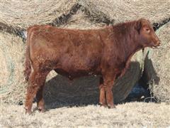 LTH 3OLC HONOR 67K Red Angus Bull 