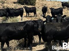 10) Commercial Angus Bred Heifers (BID PER HEAD) 