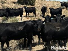 10) Commercial Angus Bred Heifers (BID PER HEAD) 