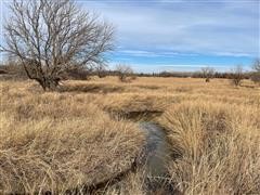 Reno Winter Grass #1.jpg