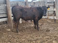 1) Wagyu/Angus Feeder Steer (BID PER LB) 