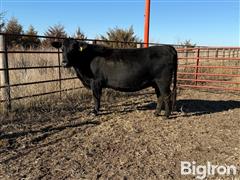 12) 2 & 3 YO Angus Bred Cows (BID PER HEAD) 