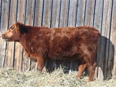 LTH CHAMPAGNE 6000 J132 Red Angus Heifer 